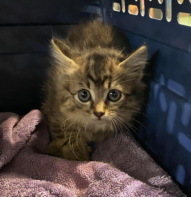 nutmeg inside carry cage